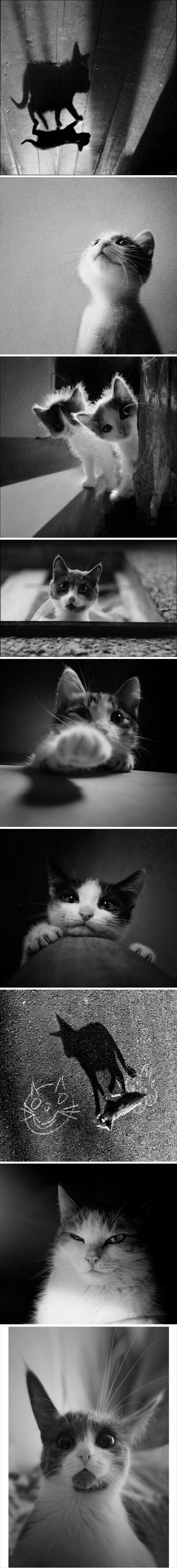 猫咪的世界，俄罗斯摄影师yoyk，官网&gt;&gt;http://t.cn/h0BFb