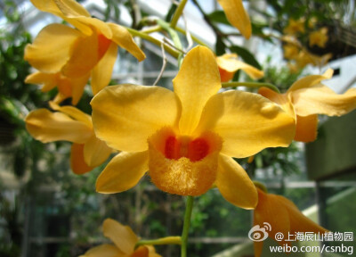 这是杓唇石斛（Dendrobium moschatum），花深黄色，白天开放，晚间闭合，质地薄，一般生于海拔达1 300米的疏林中树干上。