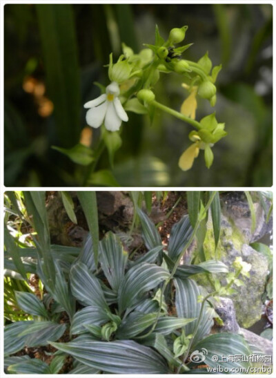 Calanthe argenteo-striata C. Z. Tang et S. J. Cheng，银带虾脊兰，虾脊兰属，总状花序，唇瓣白色三裂，中裂片深2裂，叶子表面具银灰色条带。