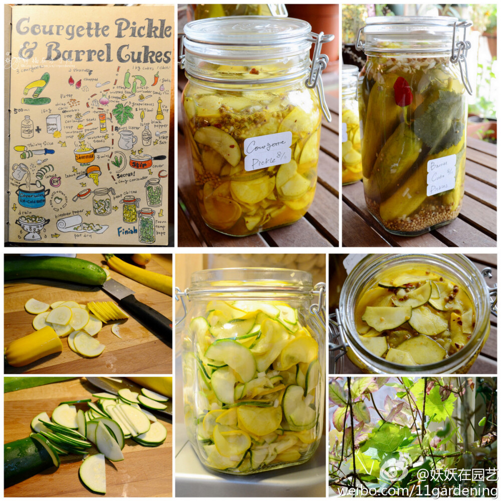 pickle，Courgette Pickle & Barrel Cuke Pickles 双色西葫芦泡菜只需要泡一个晚上就可以吃，很脆爽，放冰箱可以保存一个月。腌黄瓜是比较特别的配方，会用到自家种的葡萄叶，除了会给泡菜带来葡萄香气外，腌葡萄叶也是地中海很有名的pickle之一，赶快利用起你家的葡萄叶吧。附手绘做法