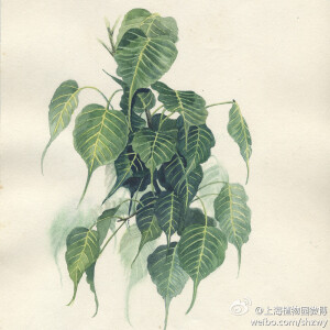 菩提树，Ficus religiosa L. ，桑科榕属。树干笔直，树皮为灰色，树冠为波状圆形。叶片表面光滑，先端像尾巴似的尖尖可是辨认的好帮手哟