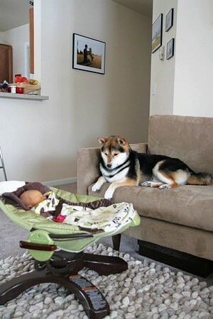 养只狗狗，生个宝宝，让他们一起长大吧