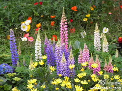 多叶羽扇豆（Lupinus polyphyllus），蝶形花科羽扇豆属。俗称“鲁冰花”