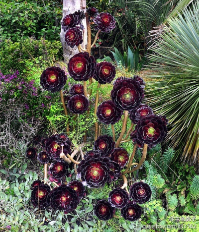 黑法师，景天科莲花掌属。原种莲花掌（Aeonium arboreum）。黑法师主要有两种，Aeonium arboreum 'Atropurpureum'及Aeonium 'Zwartkop'，前者脑袋较小，较矮，颜色更深，后者则较为高大，颜色稍浅。本图更类似Aeoniu…
