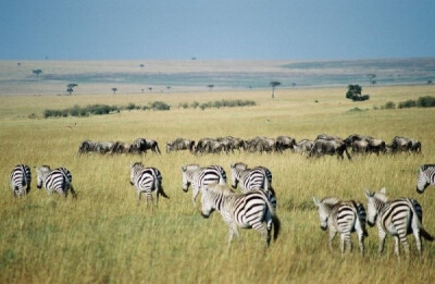 肯尼亚马赛马拉的野生动物保护区 Masai Mara, Kenya～