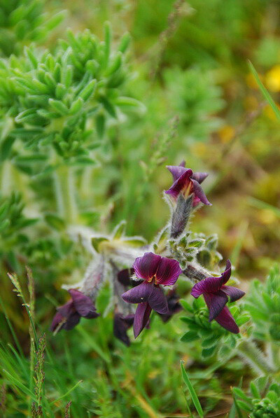 【蝶形花科的紫花野决明（Thermopsis barbata），又名紫花黄华，图中可以清晰地看出花瓣自上而下层层相覆，邻近的云实科或云实亚科就不是这样。摄影/ 秦隆】