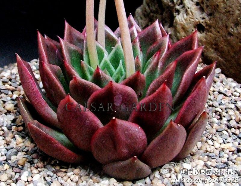 冬云（Echeveria agavoides），景天科石莲花属