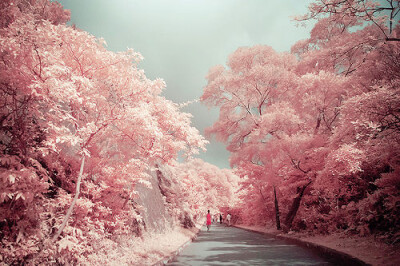 The world of pink.