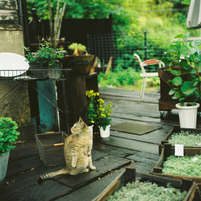 还记得鼓浪屿的猫吗？