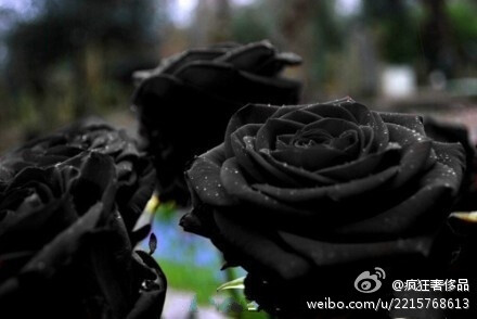 Oh 小贱贱家有一个花园都是这种 Black Rose！狼大 我爱死你了！