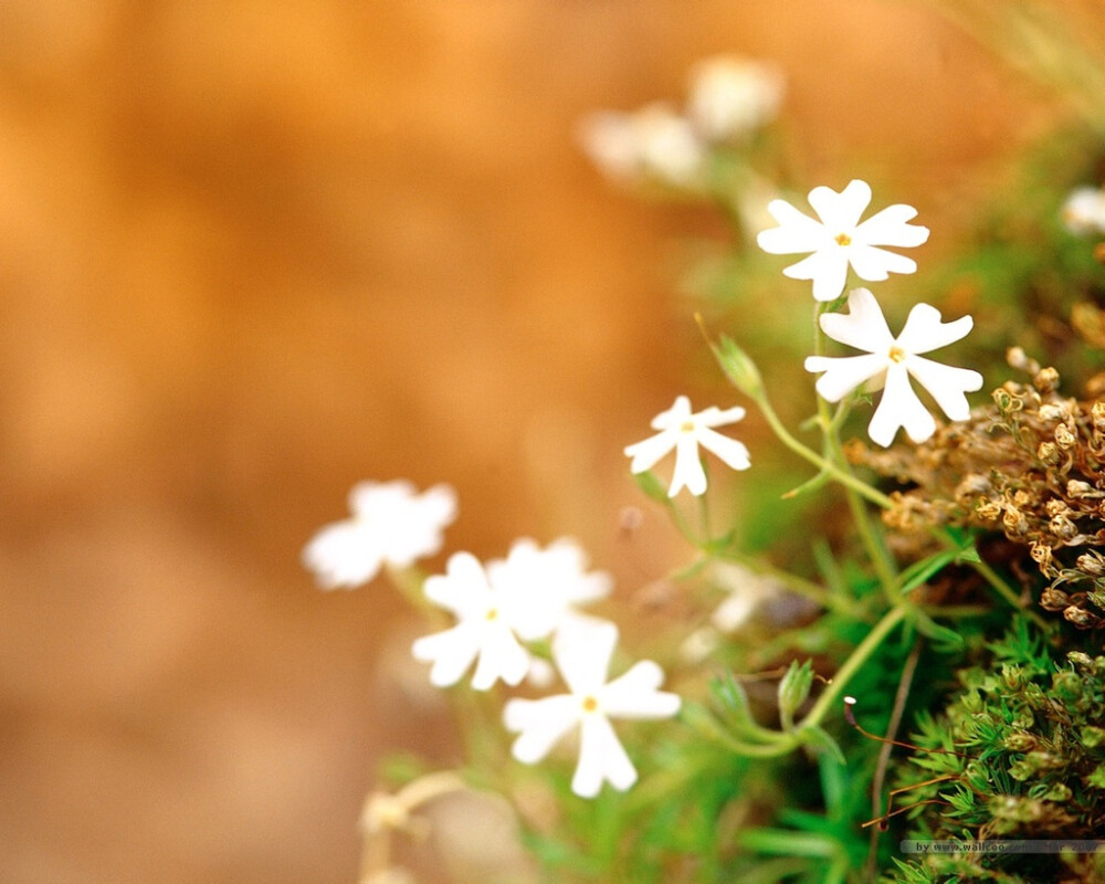 花。