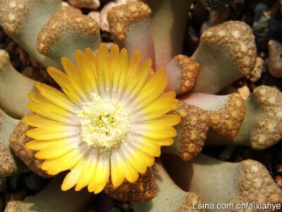 番杏科 天女属 天女冠 Titanopsis schwantesii