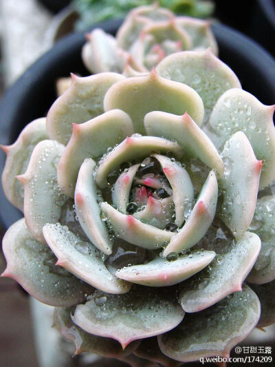 景天科 石莲花属 丽娜莲 Echeveria lilacina