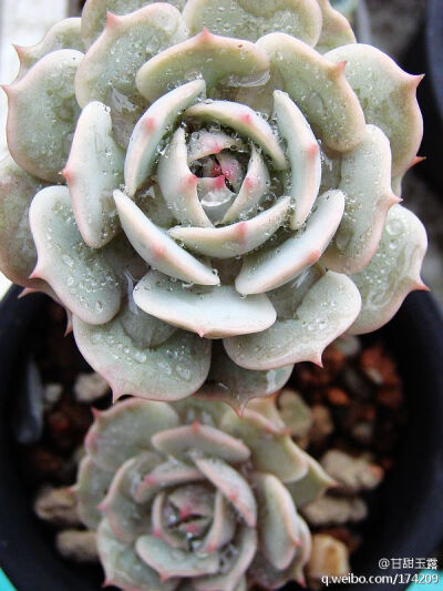 景天科 石莲花属 丽娜莲 Echeveria lilacina