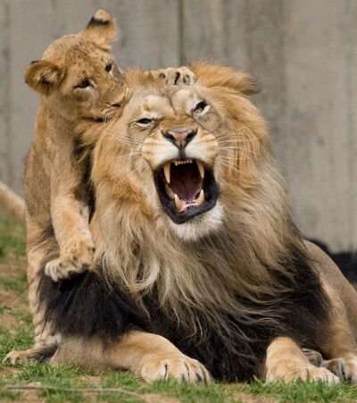 Dad is not impressed