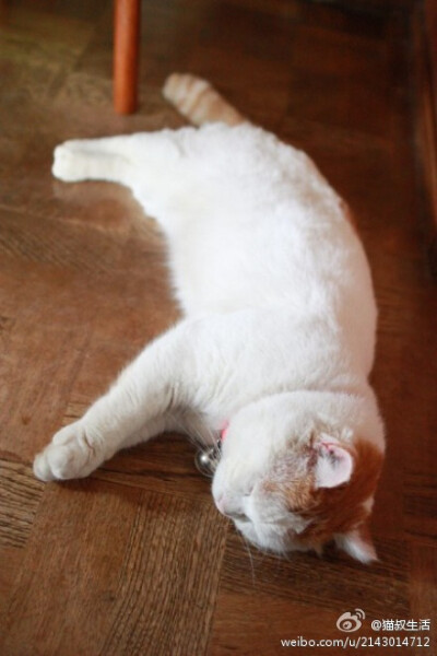 猫叔，嫩又晕倒了？？