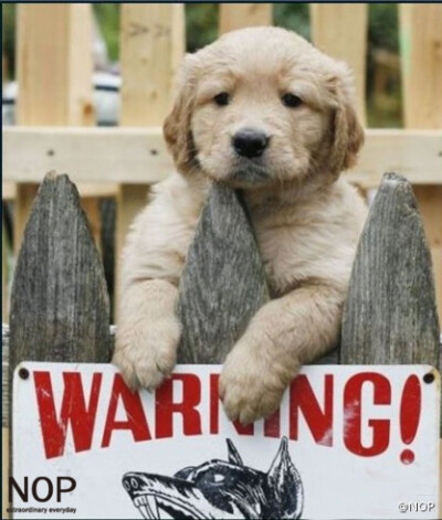 “WARNING！内有恶犬！”