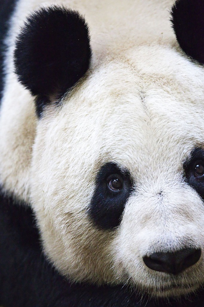 giant panda 大熊猫 a large black and white animal similar to a bear, found in China.