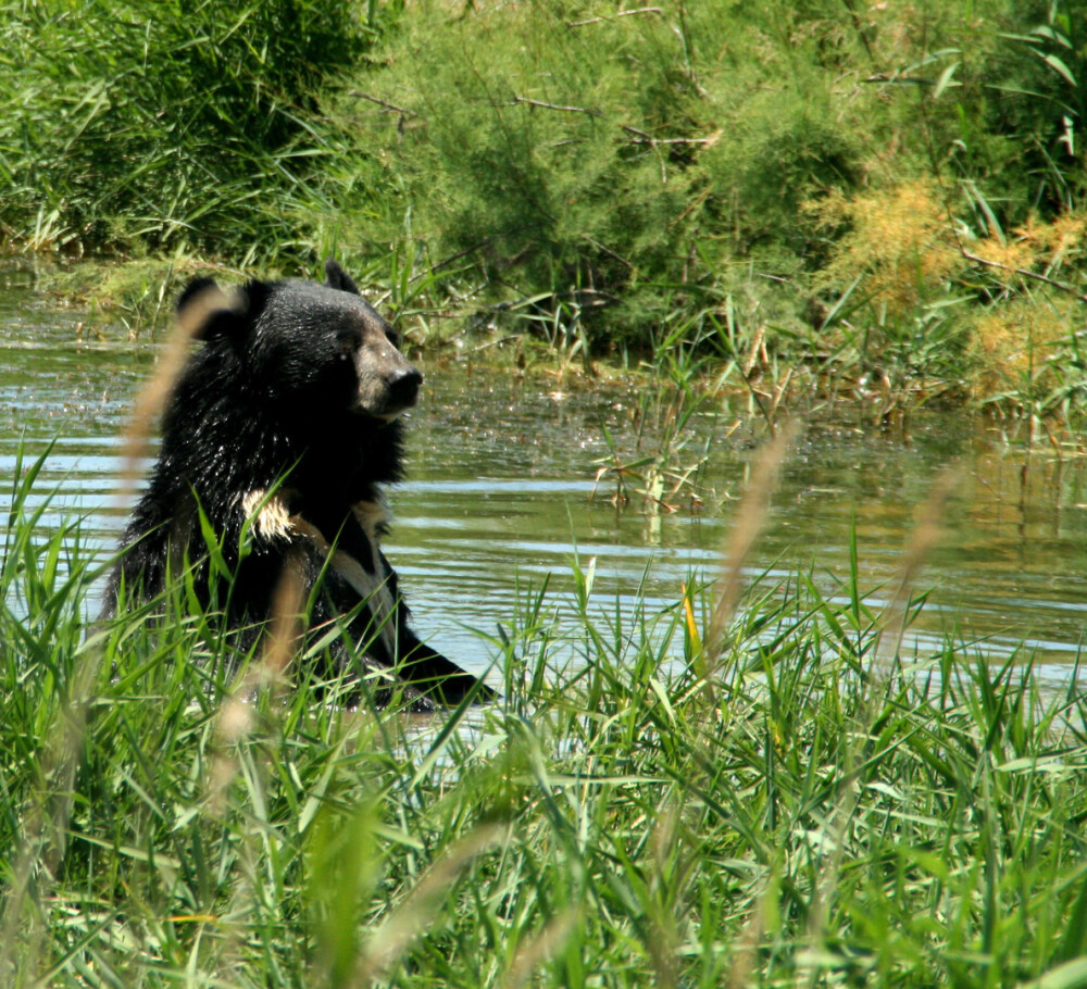 black bear 黑熊