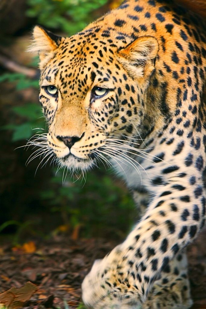 leopard美洲豹leopardess雌豹