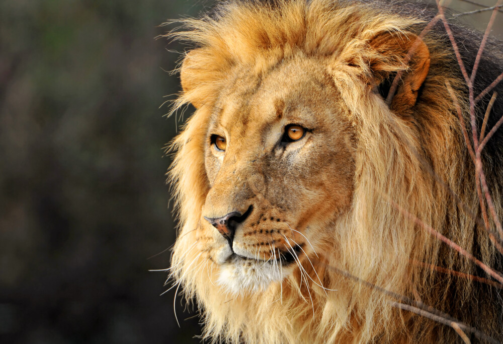 lion 狮子 - 高清图片，堆糖，美图壁纸兴趣社区