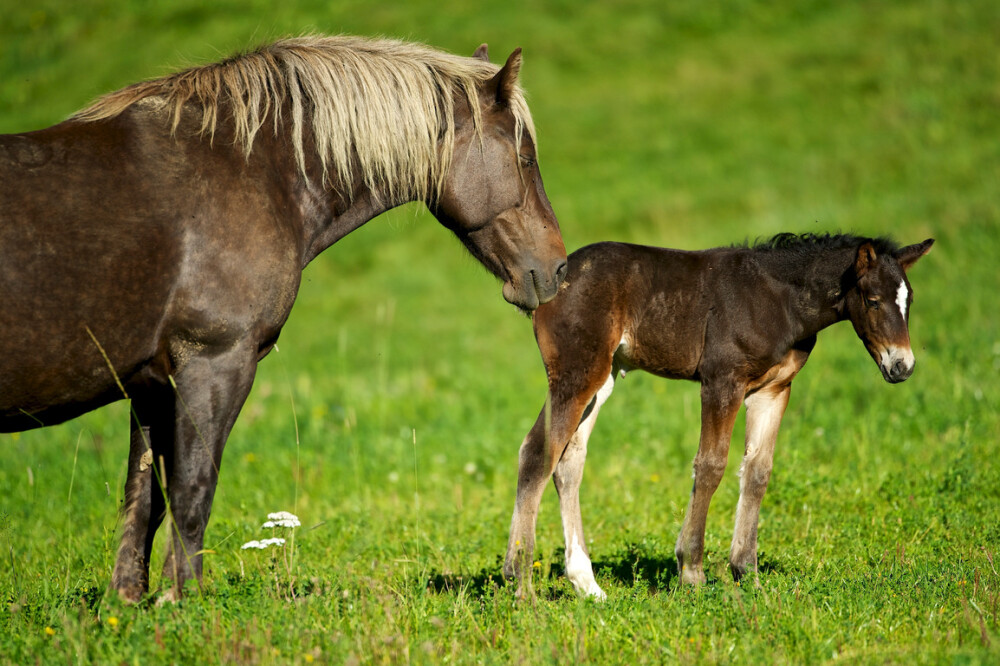 horse馬mane馬鬃foal馬駒