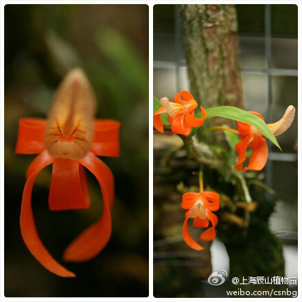 石斛属的Dendrobium unicum就有本事打成私家创意蝴蝶结。