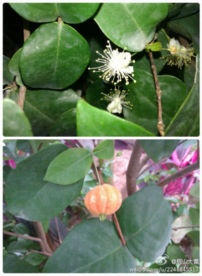 番樱桃（Eugenia uniflora，红果仔），桃金娘科番樱桃属