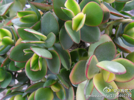 ‘哈默落日’燕子掌（Crassula ovata 'Hummel's Sunset'）