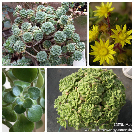 爱染草属（Aichryson），全属约17种。图1：龙爪爱染草（Aichryson tortuosum）；图2：伯仙爱染草（Aichryson bethencourtianum）；图3：松散爱染草（Aichryson laxum）；图4：龙爪爱染草（Aichryson tortuosum）