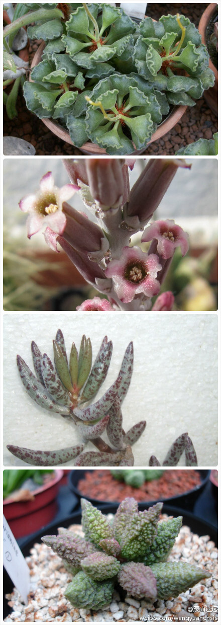 天章属（Adromischus，天锦章属），约28种。图1：天章（Adromischus cristatus）；图2：库珀天锦章（Adromischus cooperi）；图3：长绳串葫芦（Adromischus filicaulis）；图4： ‘亨利’玛丽安水泡（Adromischus marianae 'Herrei'）