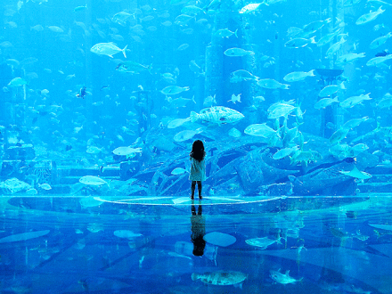 这水族馆 很梦幻