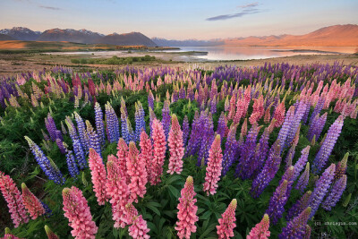 lupins