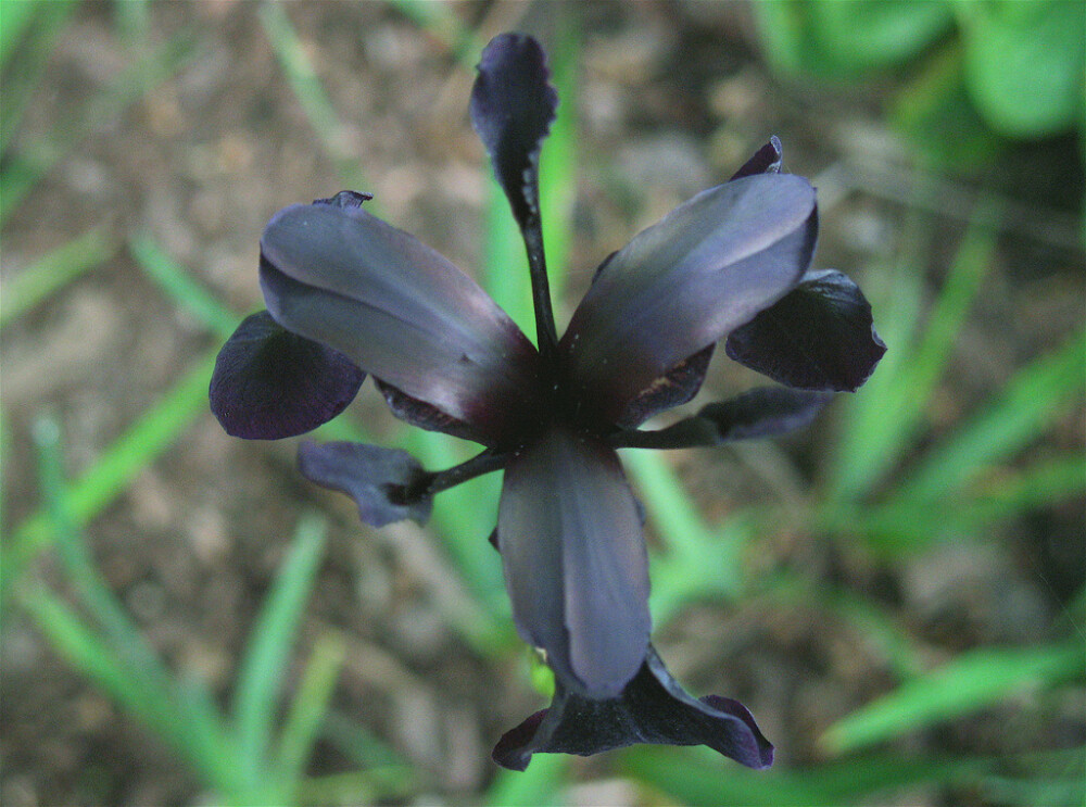  ‘黑骑士’金脉鸢尾（Iris chrysographes 'Black Knight'），鸢尾科鸢尾属，为数不多的花近黑色的植物。