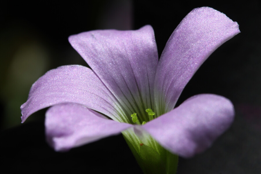 "Little Purple Bloom"