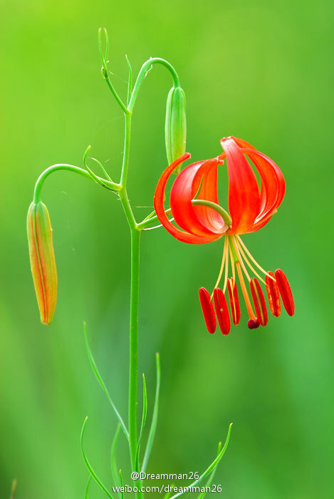 山丹（Lilium pumilum），百合科百合属，学名的意思是“矮小”