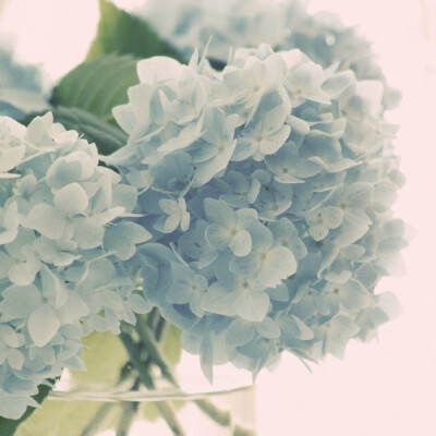 紫阳花