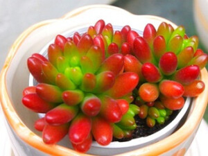 多肉植物 景天科 非常漂亮的桌面小植物----虹之玉