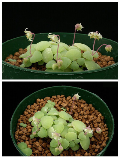 一种特别的青锁龙属植物-银富鳞 Crassula nemorosa