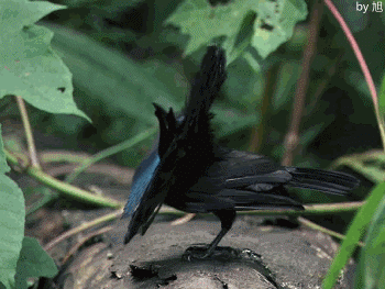 新几内亚天堂鸟，又叫极乐鸟，乐得很二~