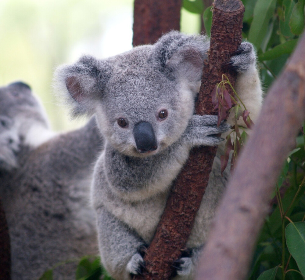 koala 考拉