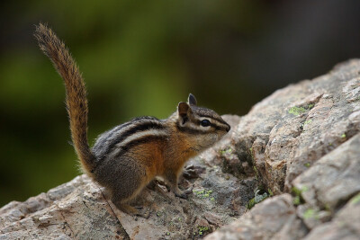 chipmunk 金花鼠