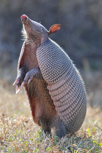 armadillo 犰狳