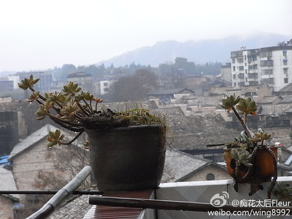 在亲人家阳台上随手拍的肉肉，无人照料的它长的多么的傲娇。反倒是家里网购的一直未见生根，有些东西果然不能太过欢喜照顾，肉肉本不娇气的。虽然长的美好，在这古屋烟雨之中，我却觉得像是寂寥的孤芳自赏。