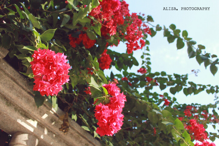 这里的三角梅，灿烂的让人感动~！