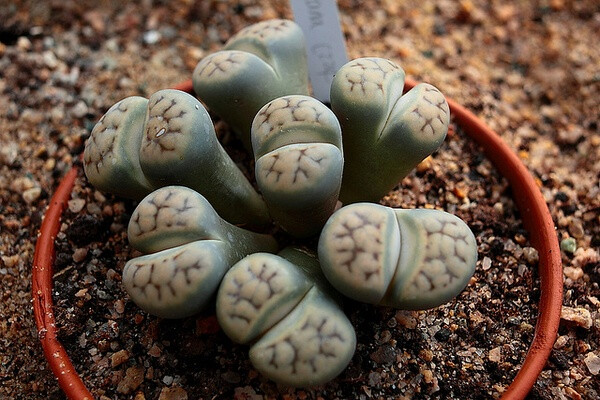 番杏科生石花属【丽虹玉】Lithops dorotheae，，开黄色花