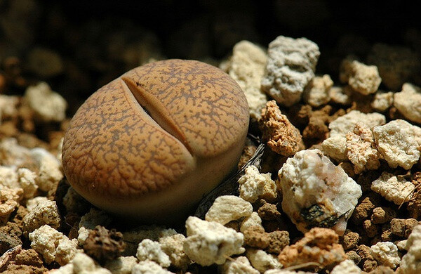 番杏科生石花属【日轮玉】Lithops aucampiae L. Bol，叶表面基本色调为褐色，也是深浅不一，有深色的斑点。9月间开黄花，直径2．5厘米。日轮玉是生石花属中习性较强健的—种，夏季休眠不太明显。