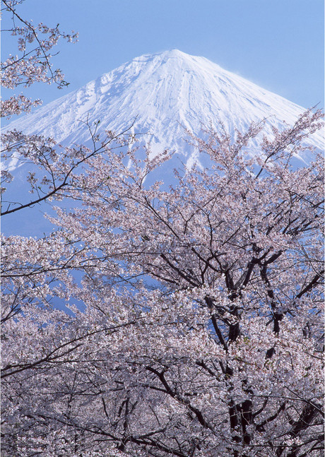 日本伊豆，早春的樱花已经开始吐露芬芳