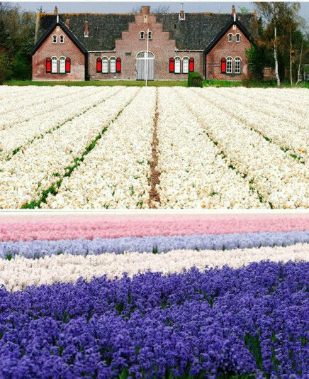 荷兰 郁金香花田 想住在这里的童鞋举手。