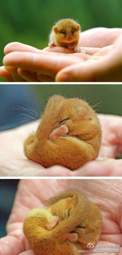 英国的重点保护濒危动物：榛睡鼠，很可爱吧。